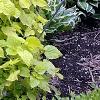 Agastache foeniculum 'Golden Jubilee', habit