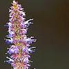 Agastache foeniculum 'Golden Jubilee', flowers