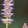 Agastache foeniculum 'Golden Jubilee', flowers