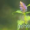 Agastache foeniculum 'Golden Jubilee', flowers