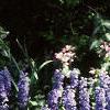 Ajuga reptans, habit
