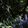 Ajuga reptans, habit