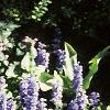 Ajuga reptans, habit