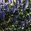 Ajuga reptans, habit