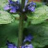 Ajuga reptans, flowers