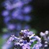 Ajuga reptans, flowers