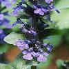 Ajuga reptans, flowers