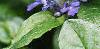 Ajuga reptans, flowers