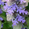 Ajuga reptans, flowers