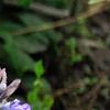 Ajuga reptans, flowers