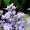 Ajuga reptans, flowers