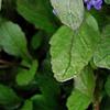 Ajuga reptans, flowers