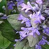 Ajuga reptans, flowers