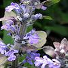 Ajuga reptans, flowers