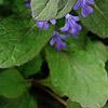 Ajuga reptans, flowers