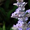 Ajuga reptans, flowers