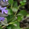 Ajuga reptans, flowers