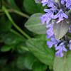 Ajuga reptans, flowers