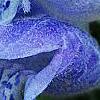 Dracocephalum argunense 'Fuji Blue', flowers