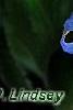 Dracocephalum argunense 'Fuji Blue', flowers