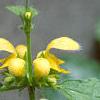 Lamiastrum galeobdolan 'Variegatum', flowers