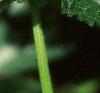 Lamium maculatum, flowers