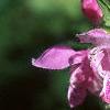 Lamium maculatum, flowers