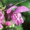 Lamium maculatum, flowers