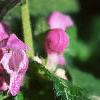 Lamium maculatum, flowers