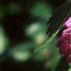 Lamium maculatum, flowers