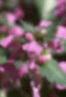 Lamium maculatum, flowers