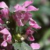 Lamium maculatum, flowers