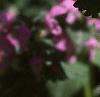 Lamium maculatum, flowers
