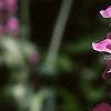 Lamium maculatum, flowers