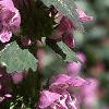 Lamium maculatum, flowers