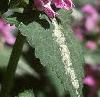 Lamium maculatum, flowers