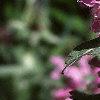 Lamium maculatum, flowers