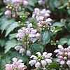 Lamium maculatum 'Pink Pewter', flowers