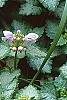 Lamium maculatum 'Pink Pewter', flowers
