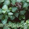 Lamium maculatum 'Pink Pewter', flowers