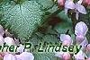 Lamium maculatum 'Pink Pewter', flowers