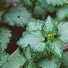 Lamium maculatum 'Pink Pewter', flowers