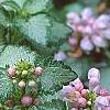 Lamium maculatum 'Pink Pewter', flowers