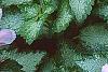 Lamium maculatum 'Pink Pewter', flowers