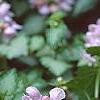 Lamium maculatum 'Pink Pewter', flowers