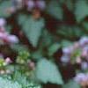 Lamium maculatum 'Pink Pewter', flowers