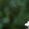 Lamium maculatum 'White Nancy', flowers