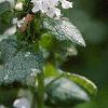 Lamium maculatum 'White Nancy', flowers
