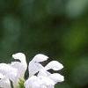 Lamium maculatum 'White Nancy', flowers