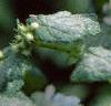 Lamium maculatum 'White Nancy', flowers